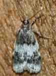 Scoparia cinereomedia