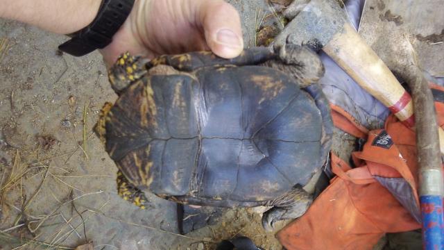 Eastern+Box+Turtle (<I>Terrapene carolina</I>), New River State Park, North Carolina, United States