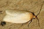 Xenotemna pallorana