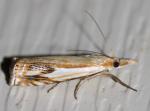 Crambus saltuellus