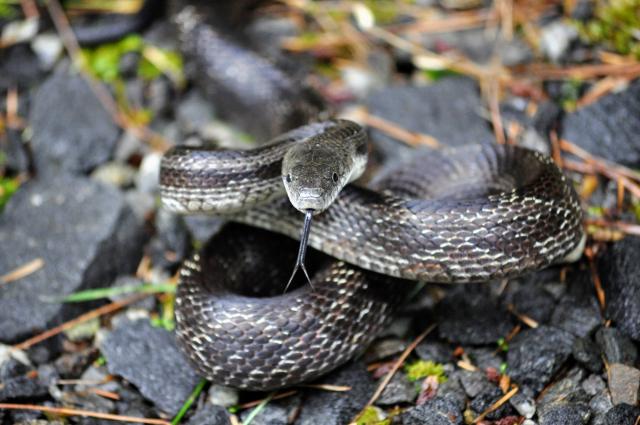 Central%2FEastern+Ratsnake+Complex (<I>Pantherophis alleghaniensis-quadrivittatus</I>), New River State Park, North Carolina, United States