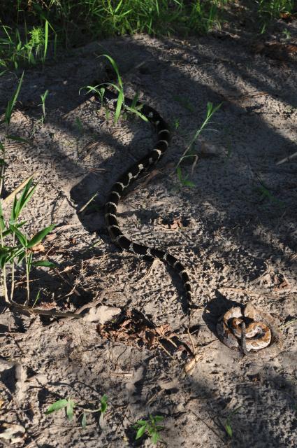 Timber+Rattlesnake (<I>Crotalus horridus</I>), NONDPR, North Carolina, United States
