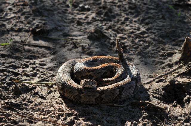 Timber+Rattlesnake (<I>Crotalus horridus</I>), NONDPR, North Carolina, United States