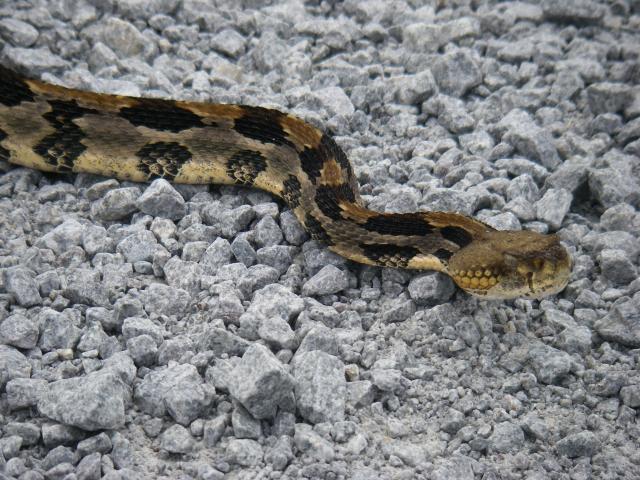 Timber+Rattlesnake (<I>Crotalus horridus</I>), Pettigrew State Park, North Carolina, United States