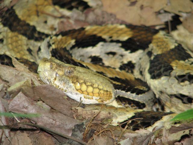 Timber+Rattlesnake (<I>Crotalus horridus</I>), Pettigrew State Park, North Carolina, United States