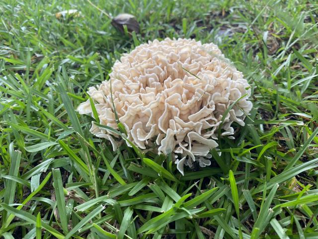 Cauliflower+Fungus%2C+Wood+Cauliflower%2C+Hanabiratake (<I>Sparassis americana</I>), Pettigrew State Park, North Carolina, United States