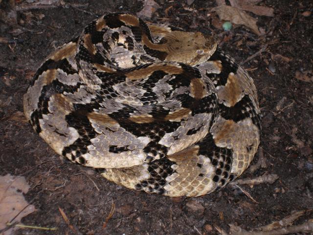 Timber+Rattlesnake (<I>Crotalus horridus</I>), Pilot Mountain State Park, North Carolina, United States