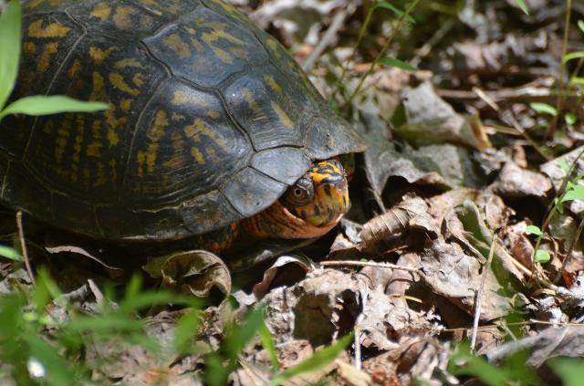 Eastern+Box+Turtle (<I>Terrapene carolina</I>), Pilot Mountain State Park, North Carolina, United States