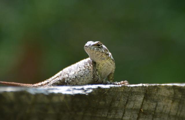 Eastern+Fence+Lizard (<I>Sceloporus undulatus</I>), Pilot Mountain State Park, North Carolina, United States