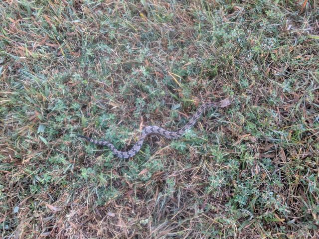 Timber+Rattlesnake (<I>Crotalus horridus</I>), Pilot Mountain State Park, North Carolina, United States