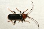Phymatodes testaceus
