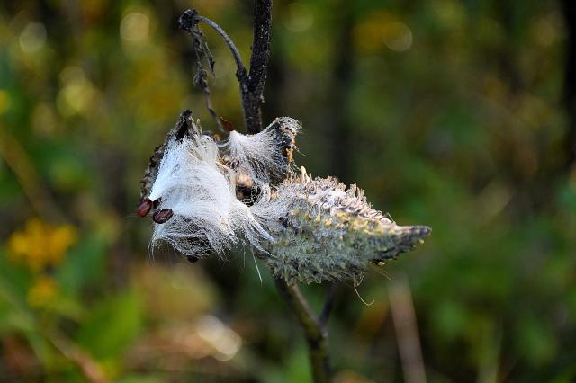 Common+Milkweed (<I>Asclepias syriaca</I>), Pilot Mountain State Park, North Carolina, United States