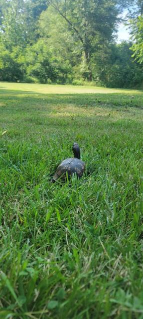 Eastern+Box+Turtle (<I>Terrapene carolina</I>), Pilot Mountain State Park, North Carolina, United States