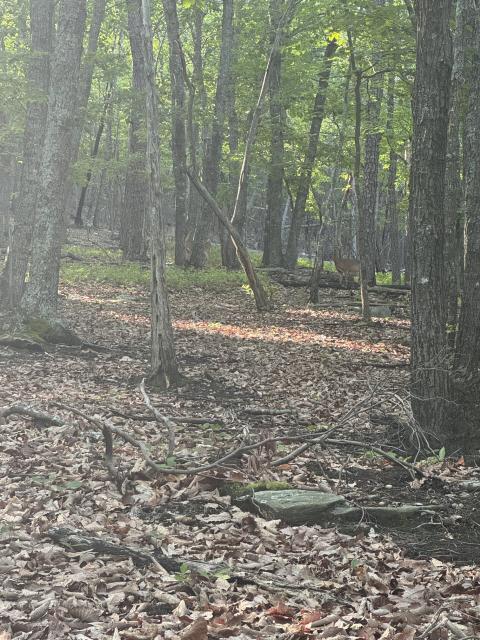 White-tailed+Deer (<I>Odocoileus virginianus</I>), Pilot Mountain State Park, North Carolina, United States