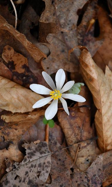 Bloodroot (<I>Sanguinaria canadensis</I>), Pilot Mountain State Park, North Carolina, United States