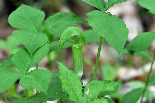 Jack-in-the-pulpit (<I>Arisaema triphyllum</I>), Pilot Mountain State Park, North Carolina, United States