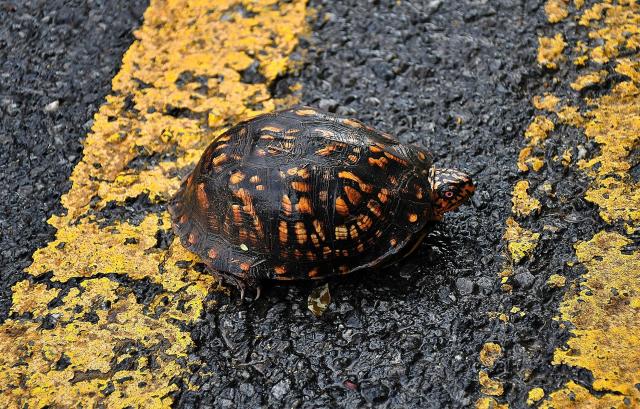 Eastern+Box+Turtle (<I>Terrapene carolina</I>), Pilot Mountain State Park, North Carolina, United States