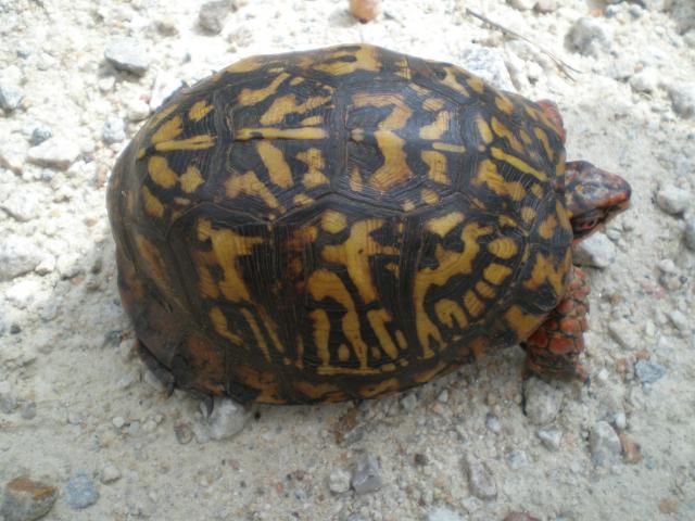 Eastern+Box+Turtle (<I>Terrapene carolina</I>), Raven Rock State Park, North Carolina, United States