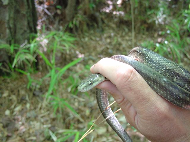 Central%2FEastern+Ratsnake+Complex (<I>Pantherophis alleghaniensis-quadrivittatus</I>), Run Hill State Natural Area, North Carolina, United States
