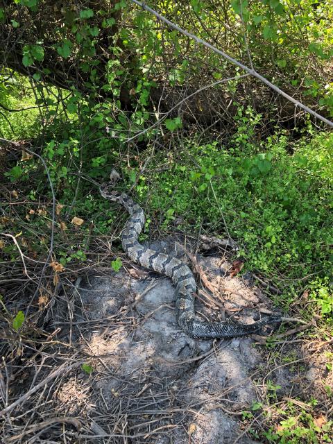 Timber+Rattlesnake (<I>Crotalus horridus</I>), Salmon Creek State Natural Area, North Carolina, United States