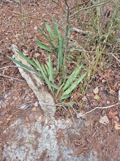 Common+Yucca (<I>Yucca filamentosa</I>), Salmon Creek State Natural Area, North Carolina, United States