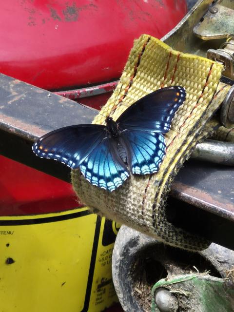 Red-spotted+Purple (<I>Limenitis arthemis</I>), Salmon Creek State Natural Area, North Carolina, United States