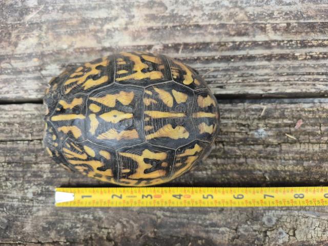 Eastern+Box+Turtle (<I>Terrapene carolina</I>), Salmon Creek State Natural Area, North Carolina, United States