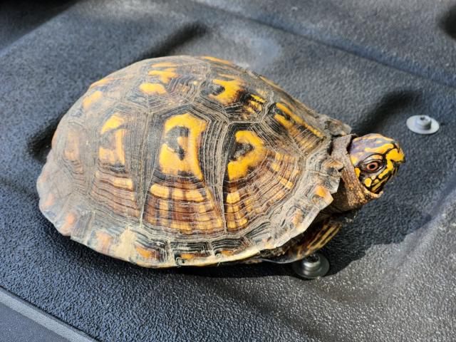 Eastern+Box+Turtle (<I>Terrapene carolina</I>), Salmon Creek State Natural Area, North Carolina, United States