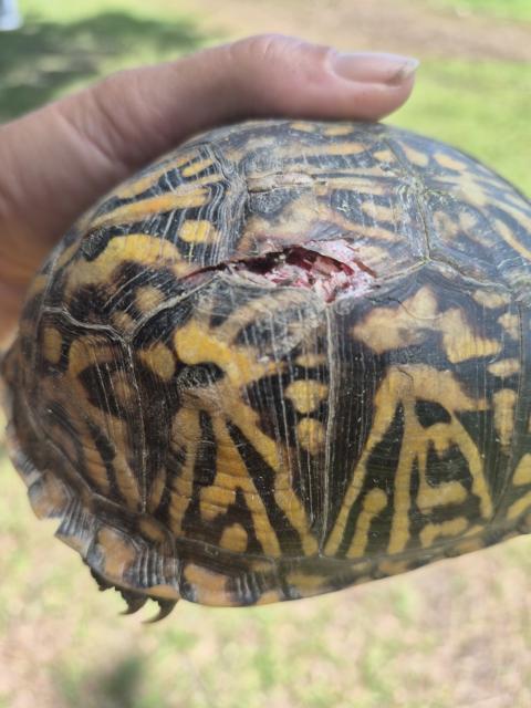 Eastern+Box+Turtle (<I>Terrapene carolina</I>), Salmon Creek State Natural Area, North Carolina, United States