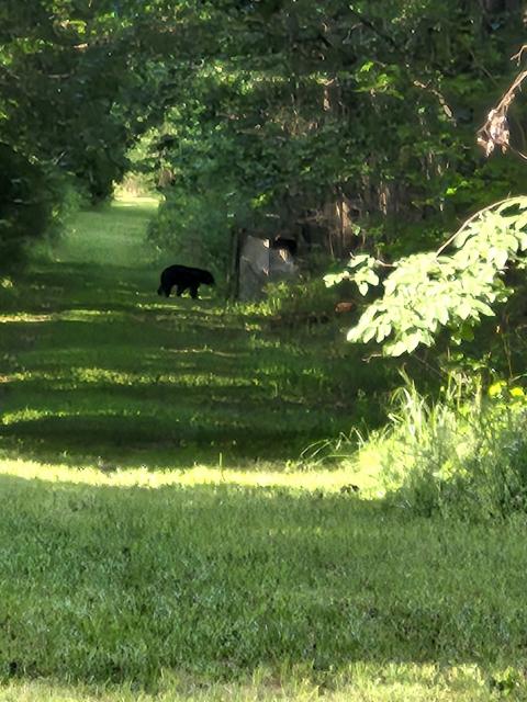 Black+Bear (<I>Ursus americanus</I>), Salmon Creek State Natural Area, North Carolina, United States