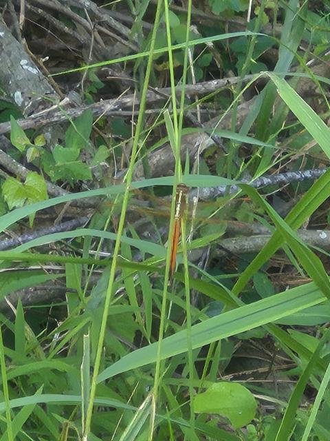 Needham%27s+Skimmer (<I>Libellula needhami</I>), Salmon Creek State Natural Area, North Carolina, United States