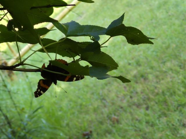 Red+Admiral (<I>Vanessa atalanta</I>), Salmon Creek State Natural Area, North Carolina, United States