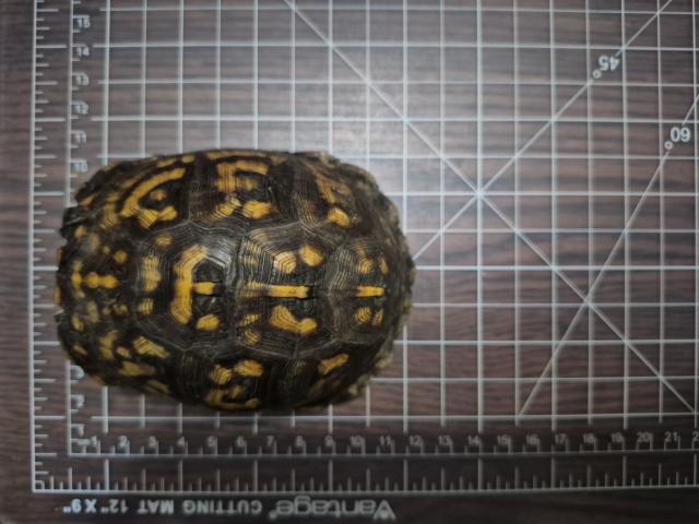 Eastern+Box+Turtle (<I>Terrapene carolina</I>), Salmon Creek State Natural Area, North Carolina, United States