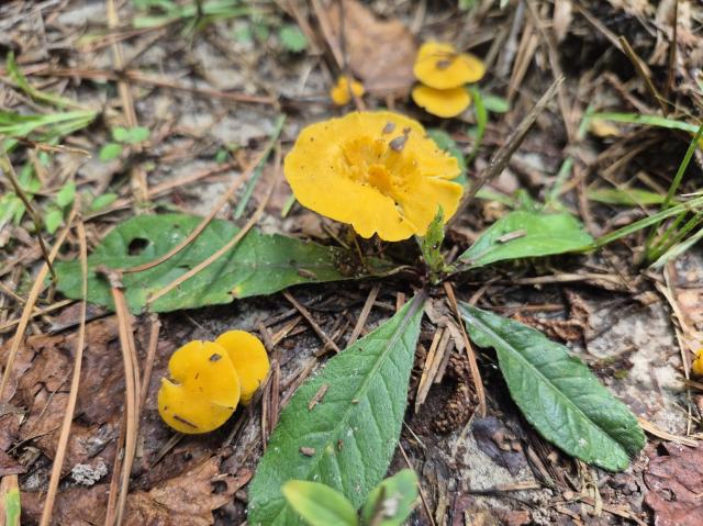 Small+Chanterelle (<I>Cantharellus minor</I>), Salmon Creek State Natural Area, North Carolina, United States