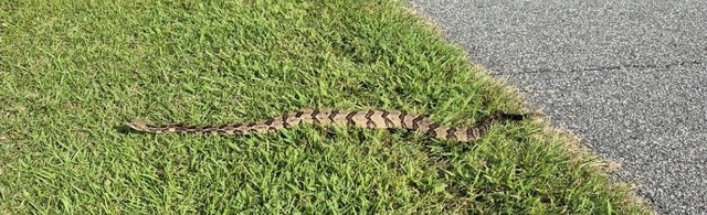 Timber+Rattlesnake (<I>Crotalus horridus</I>), Salmon Creek State Natural Area, North Carolina, United States