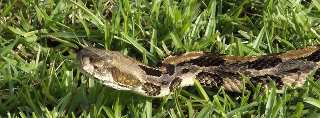 Timber+Rattlesnake (<I>Crotalus horridus</I>), Salmon Creek State Natural Area, North Carolina, United States