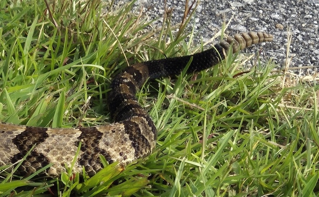 Timber+Rattlesnake (<I>Crotalus horridus</I>), Salmon Creek State Natural Area, North Carolina, United States
