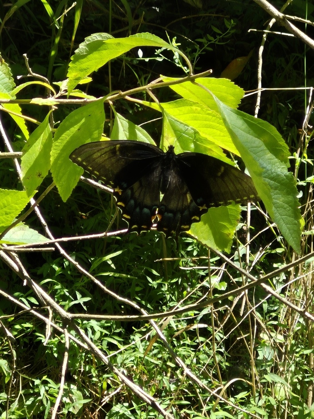 Eastern+Tiger+Swallowtail (<I>Papilio glaucus</I>), Salmon Creek State Natural Area, North Carolina, United States
