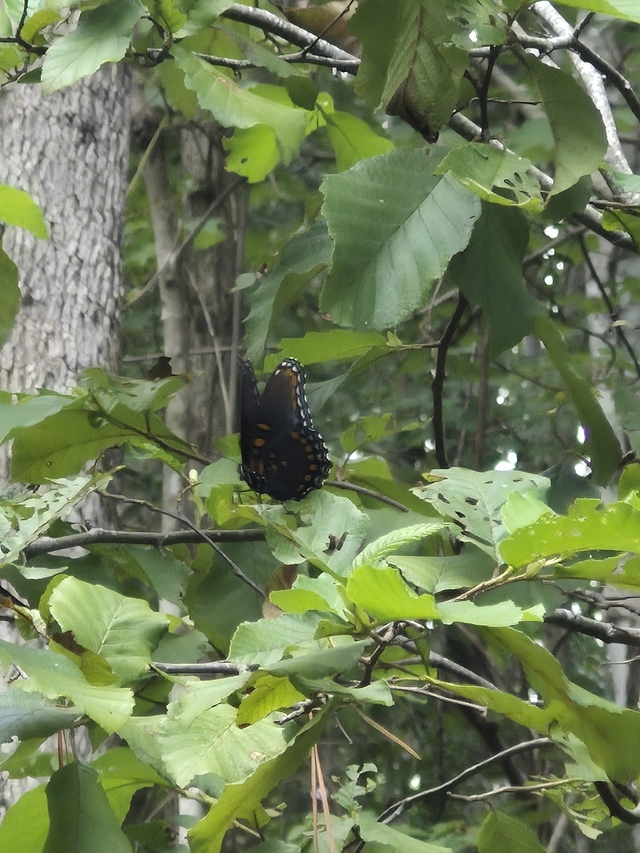 Red-spotted+Purple (<I>Limenitis arthemis</I>), Salmon Creek State Natural Area, North Carolina, United States