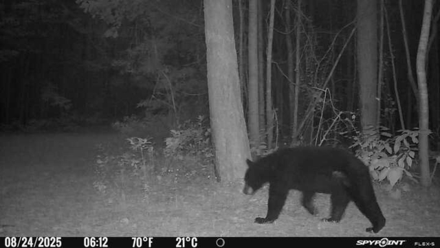 Black+Bear (<I>Ursus americanus</I>), Salmon Creek State Natural Area, North Carolina, United States