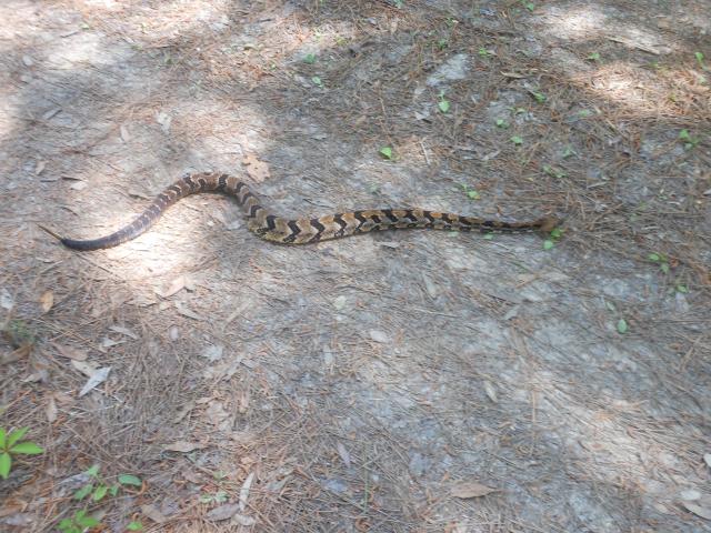Timber+Rattlesnake (<I>Crotalus horridus</I>), Sandy Run Savannas State Natural Area, North Carolina, United States