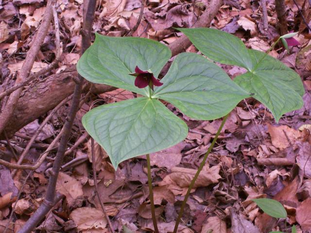 Ill-scent+Trillium (<I>Trillium erectum</I>), South Mountains State Park, North Carolina, United States