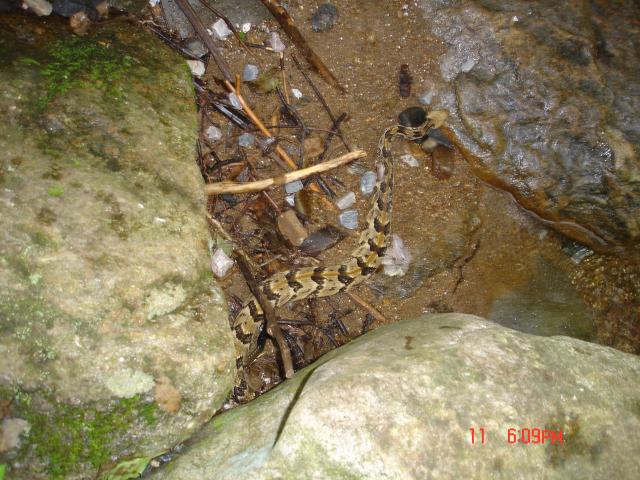 Timber+Rattlesnake (<I>Crotalus horridus</I>), South Mountains State Park, North Carolina, United States