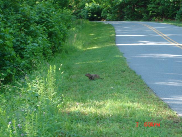 Woodchuck (<I>Marmota monax</I>), South Mountains State Park, North Carolina, United States