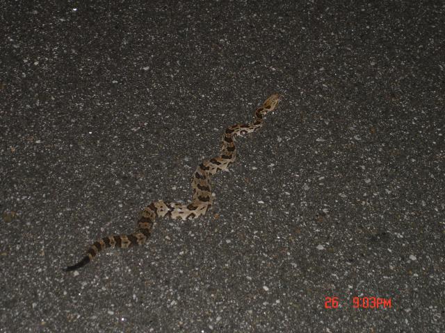 Timber+Rattlesnake (<I>Crotalus horridus</I>), South Mountains State Park, North Carolina, United States
