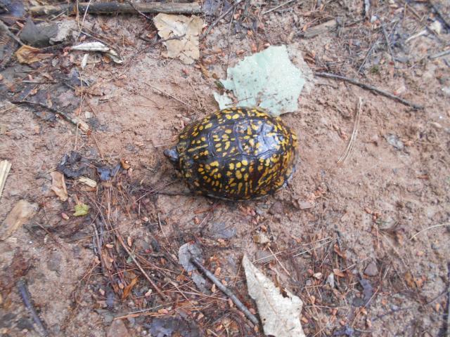 Eastern+Box+Turtle (<I>Terrapene carolina</I>), South Mountains State Park, North Carolina, United States