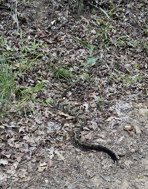 Timber+Rattlesnake (<I>Crotalus horridus</I>), South Mountains State Park, North Carolina, United States
