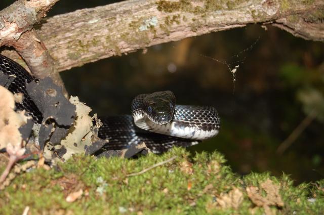Central%2FEastern+Ratsnake+Complex (<I>Pantherophis alleghaniensis-quadrivittatus</I>), Stone Mountain State Park, North Carolina, United States