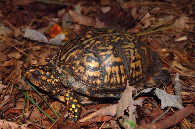 Eastern+Box+Turtle (<I>Terrapene carolina</I>), Stone Mountain State Park, North Carolina, United States