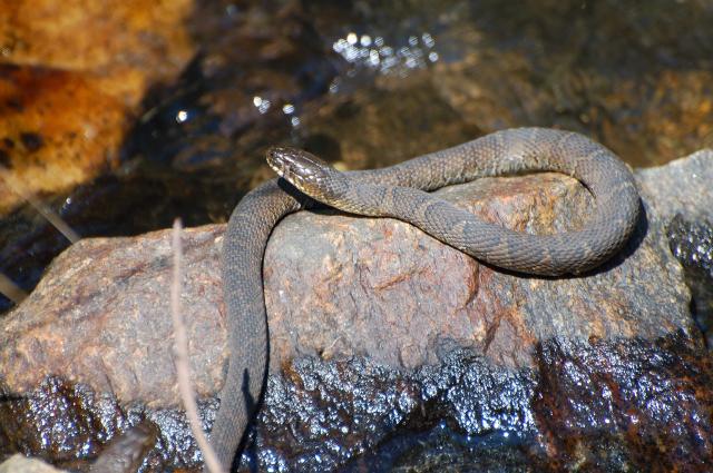 Northern+Water+Snake (<I>Nerodia sipedon</I>), Stone Mountain State Park, North Carolina, United States